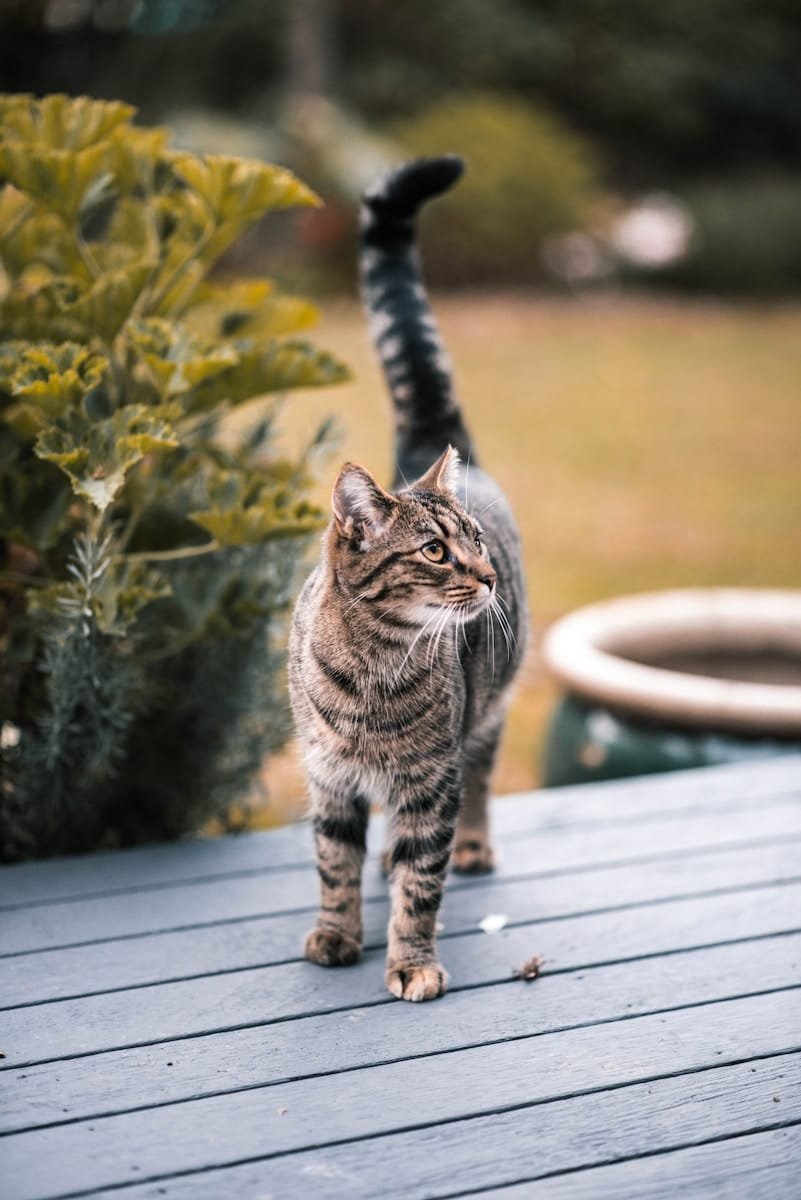 Cat Tail Hair Standing Up?