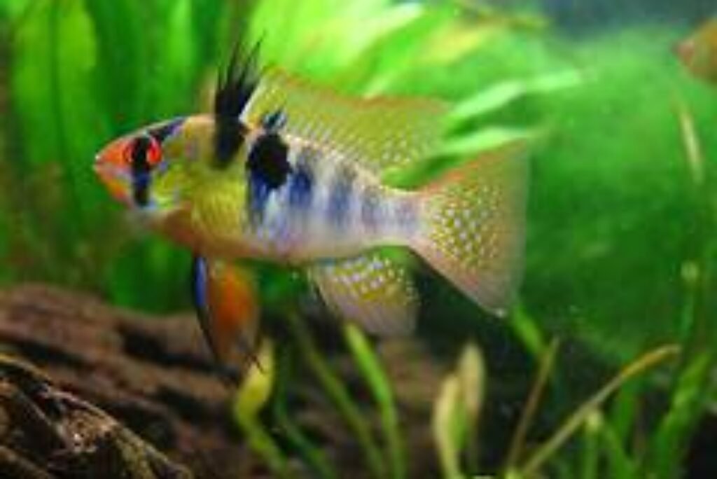 German Blue Ram Cichlids: Care, Tank, and Breeding