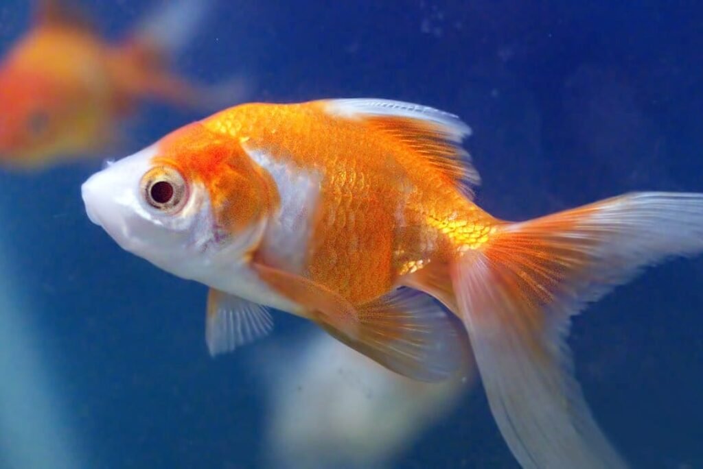 White Ryukin Goldfish: Care, Characteristics