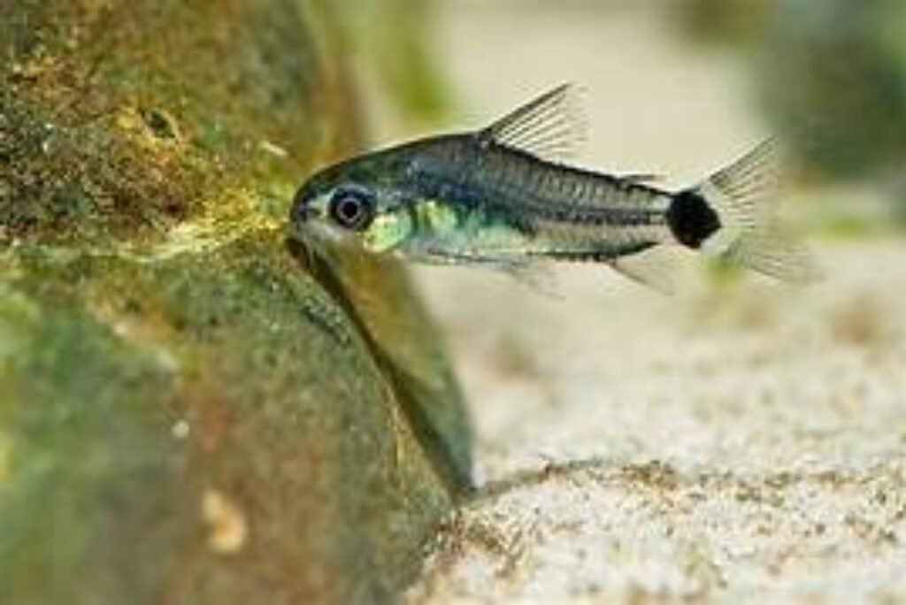 Pygmy Cory Catfish: Care, Habitat, and Breeding