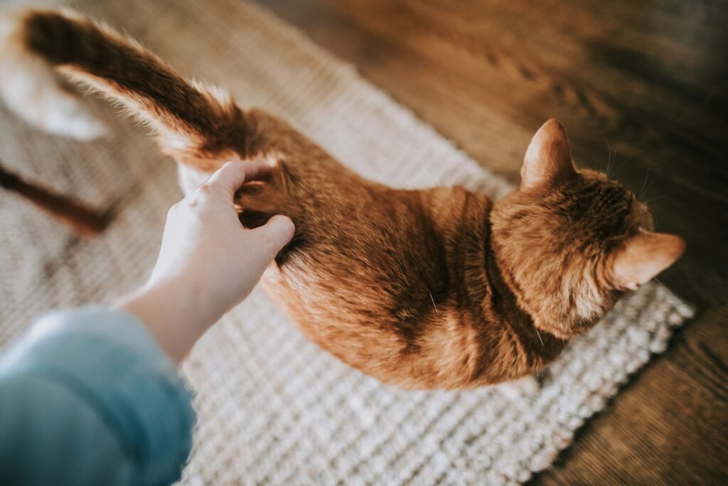 Why Does My Cat Wag His Tail When I Pet Him?