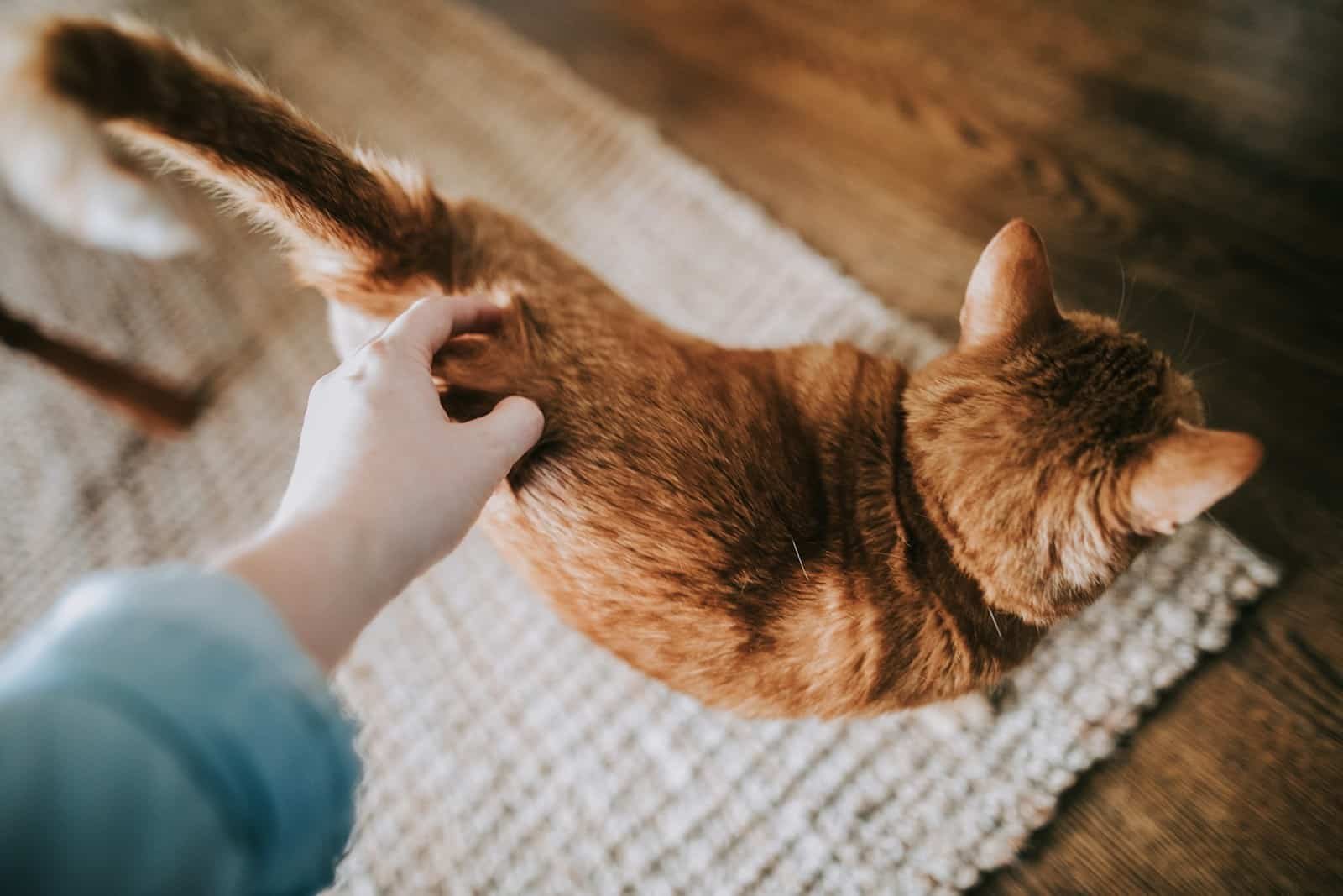 Why Is My Cat Wagging His Tail?