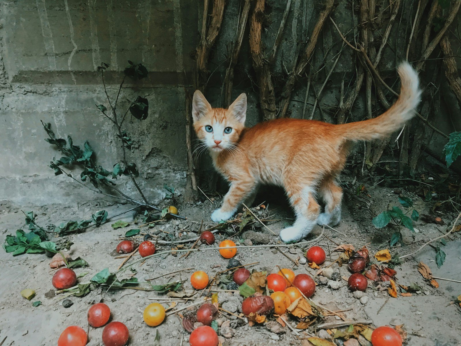 Shorthair Cat with a Thick Tail