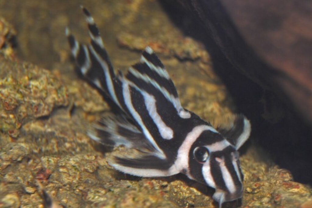 Zebra Loach: Care, Habitat, and Breeding