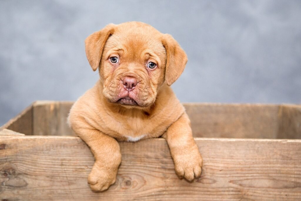 Can Dogs Eat Orange Chicken? What You Need to Know About This Popular Dish