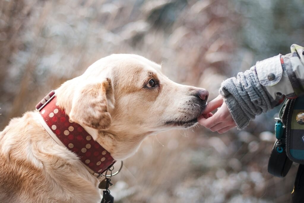 Can Dogs Eat Carrot Cake? Understanding the Risks and Benefits