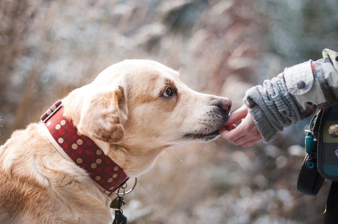 Can Dogs Eat Carrot Cake? Understanding the Risks and Benefits