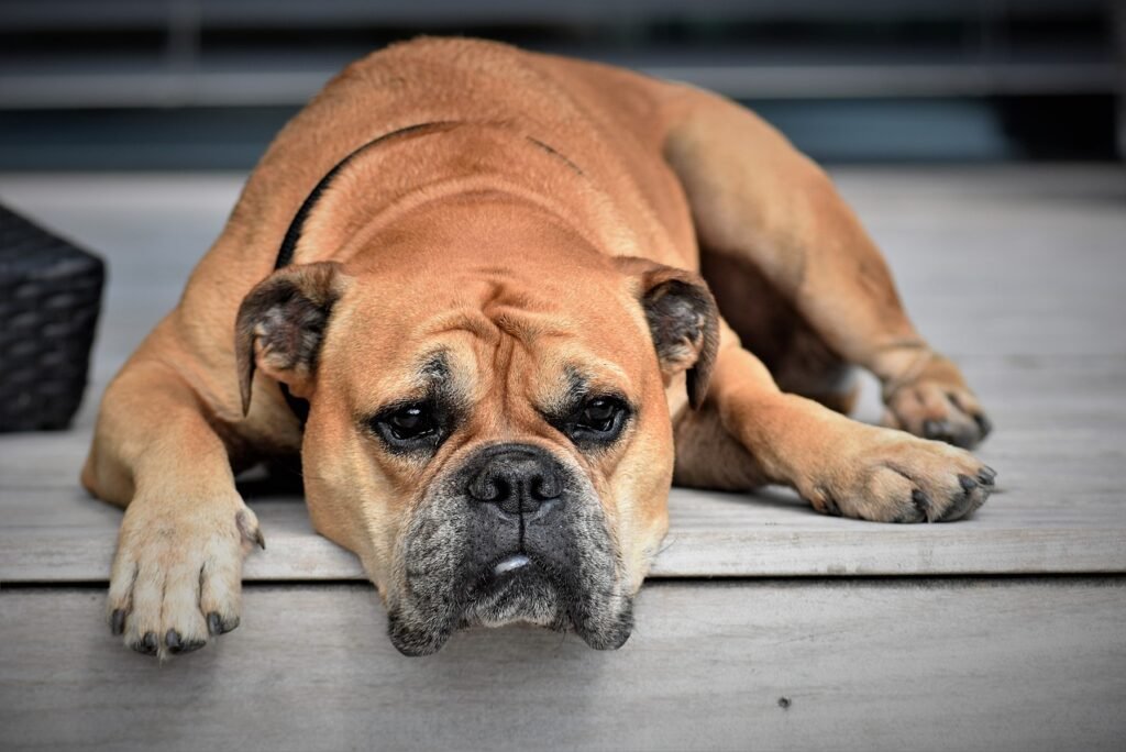 Can Dogs Eat Apple Cores?