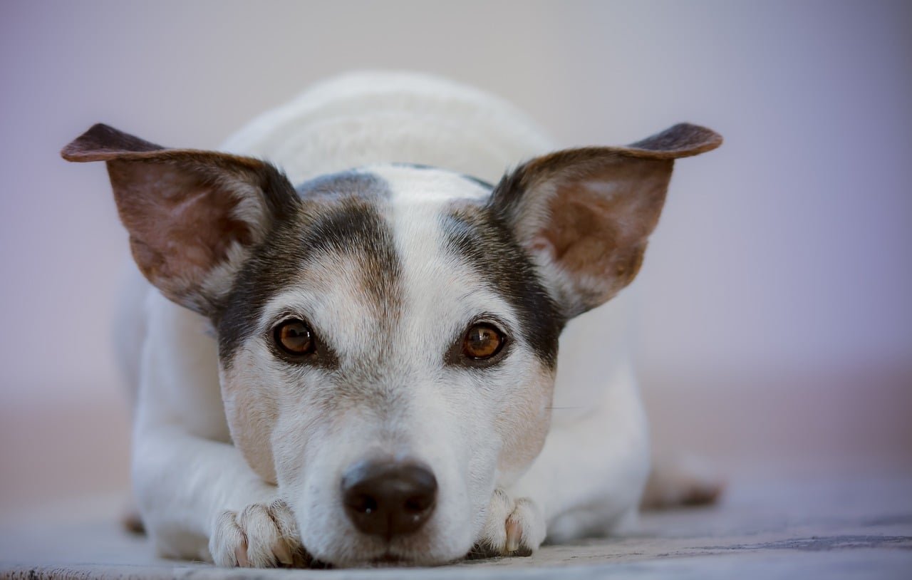 Can Dogs Eat Banana Bread