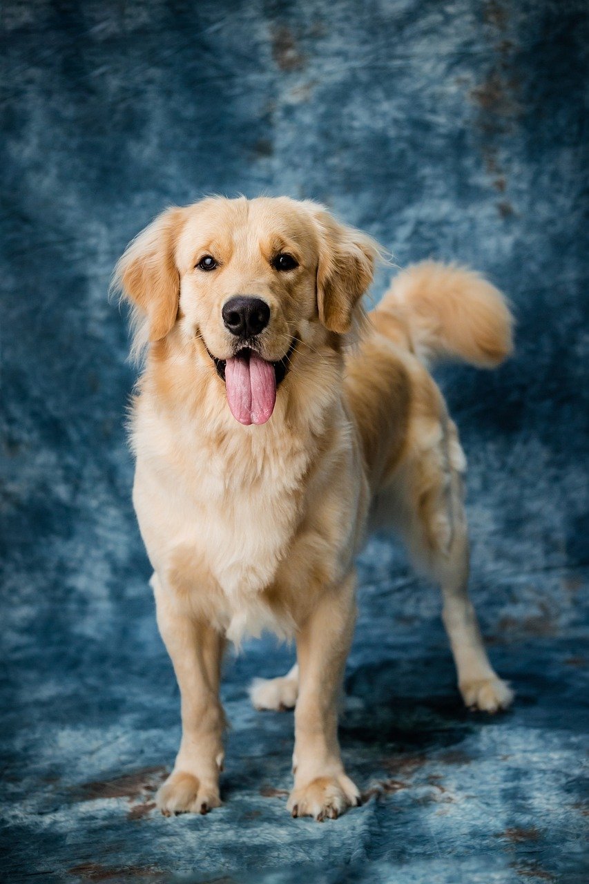 Can Dogs Eat Strawberries? A Guide for Pet Owners