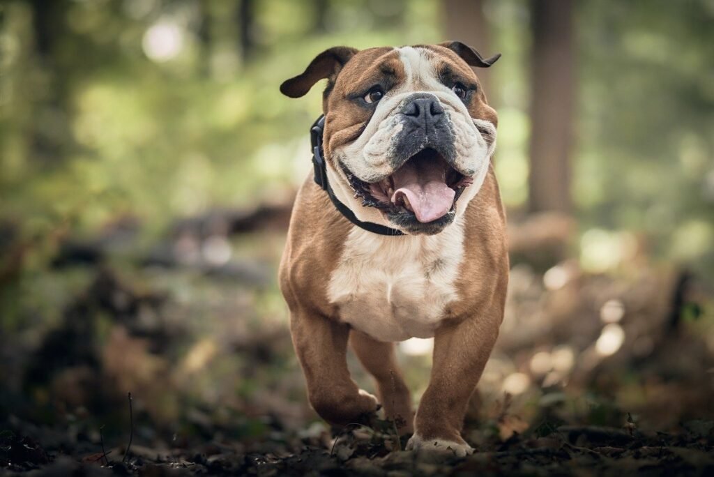 Can Dogs Eat Apple Pie?