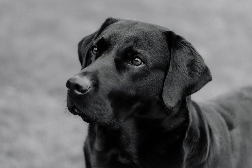 Can Dogs Eat Avocado? Understanding the Risks and Benefits