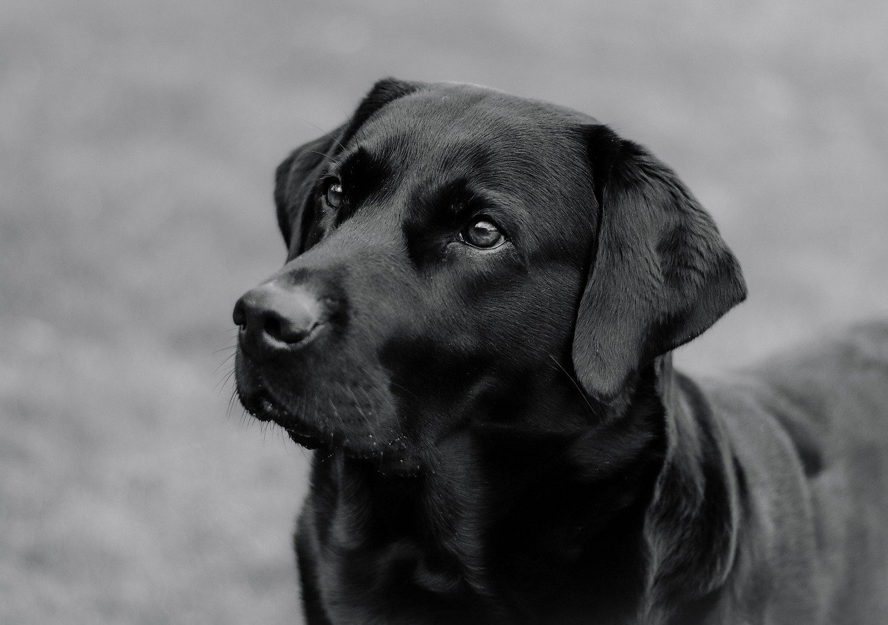 Can Dogs Eat Avocado? Understanding the Risks and Benefits